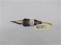 藏品(翠鳥)的圖片